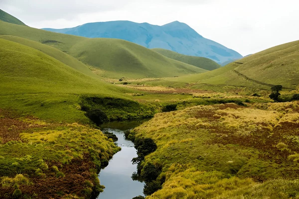 Eravikulam National Park