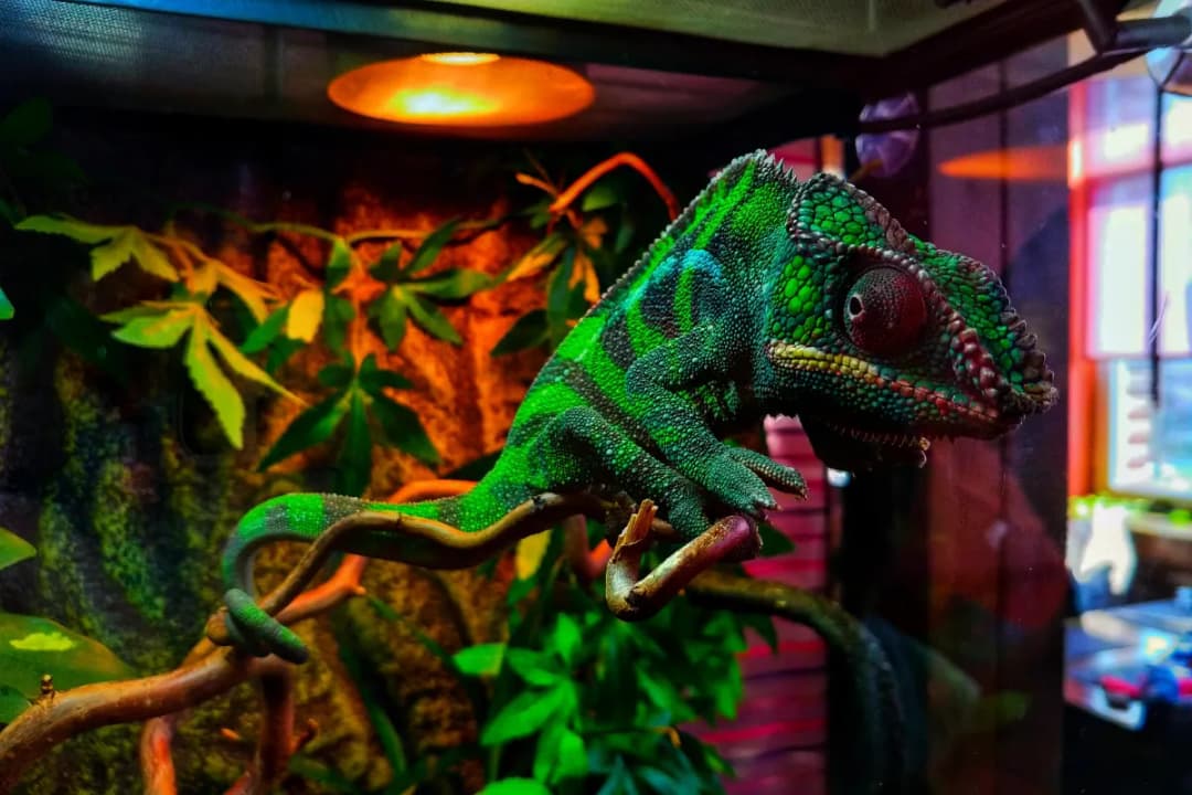 Ripley’s Believe It or Not!