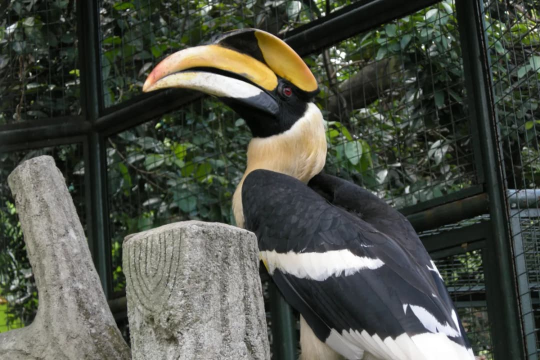 Hornbill Park