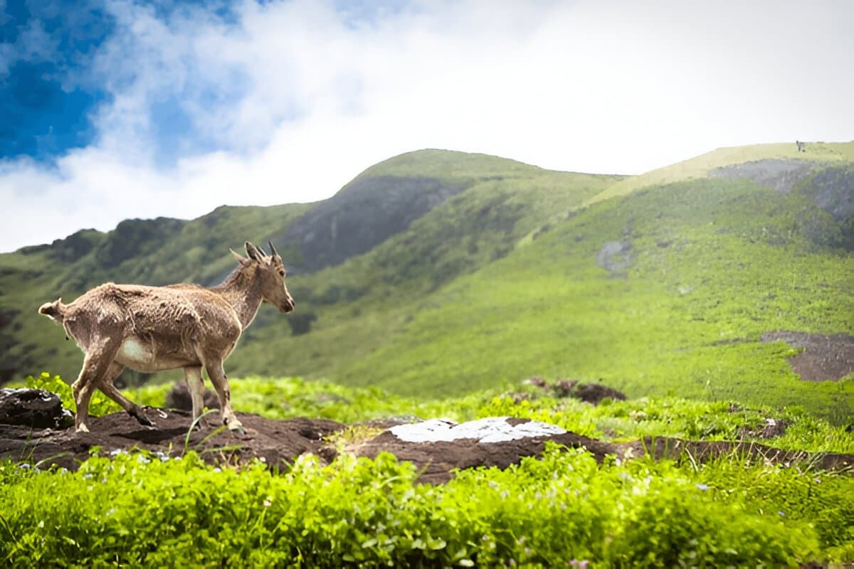 Eravikulam National Park