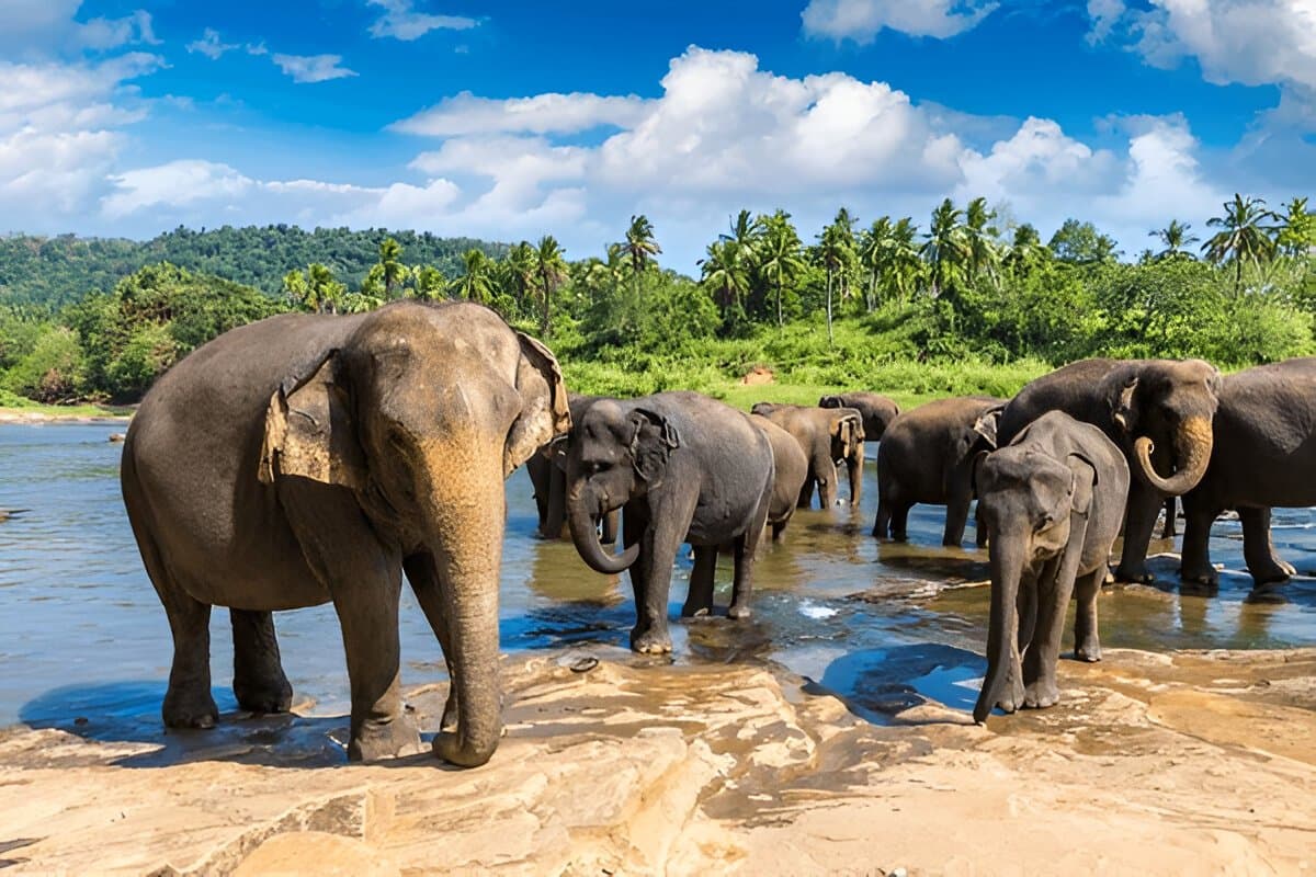 Pinnawala Elephant Orphanage