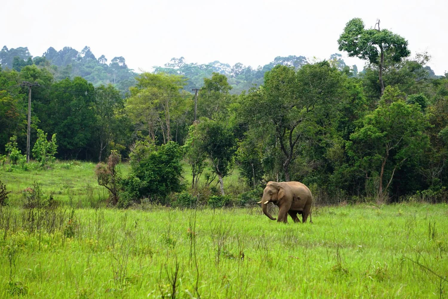 Explore Hills of Kerala Including Munnar & Thekkady