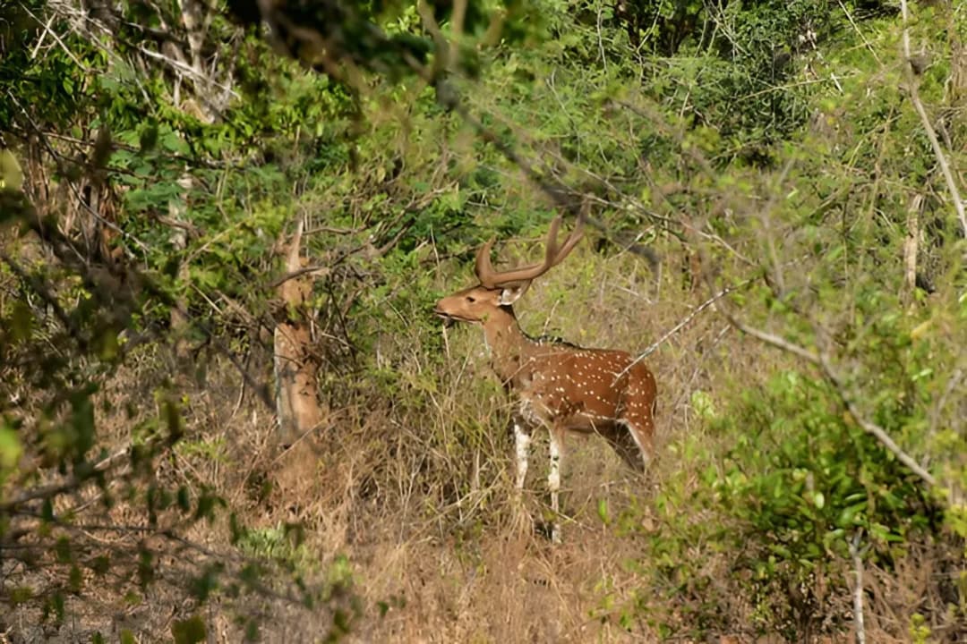 Himalayan Wildlife
