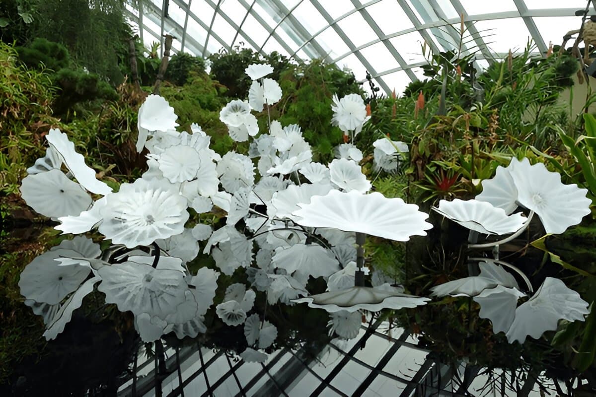 Cloud Forest