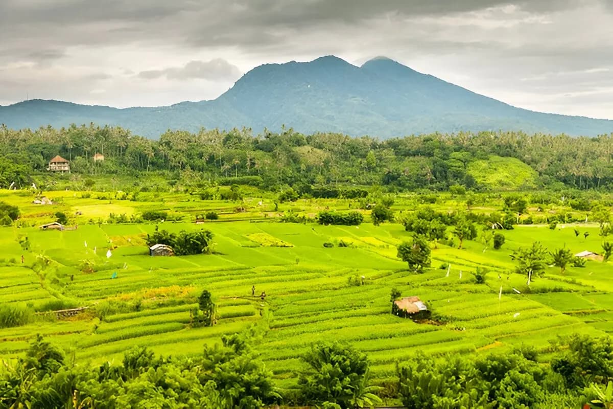Tegallalang Rice Terraces