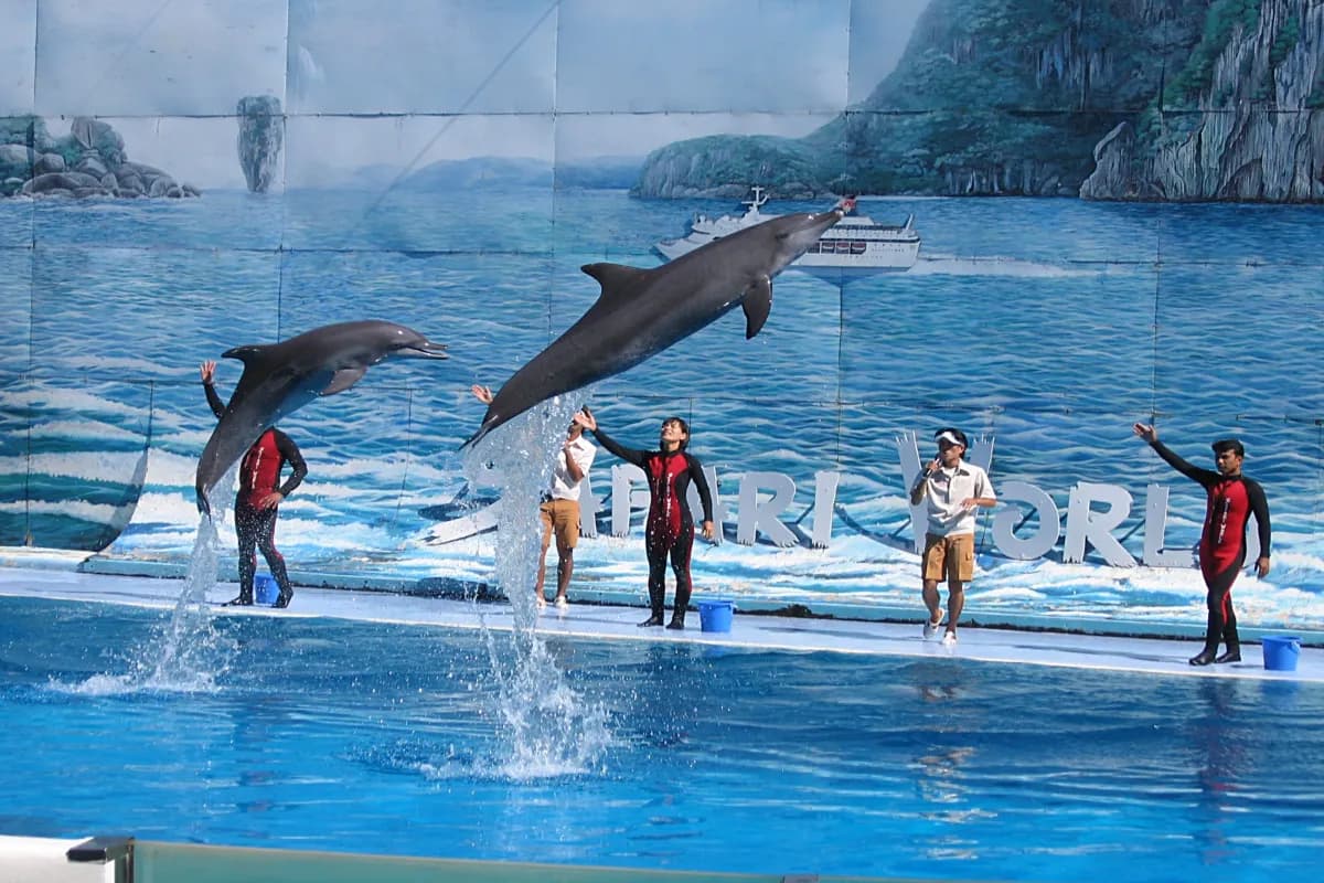 Pattaya Dolphinarium