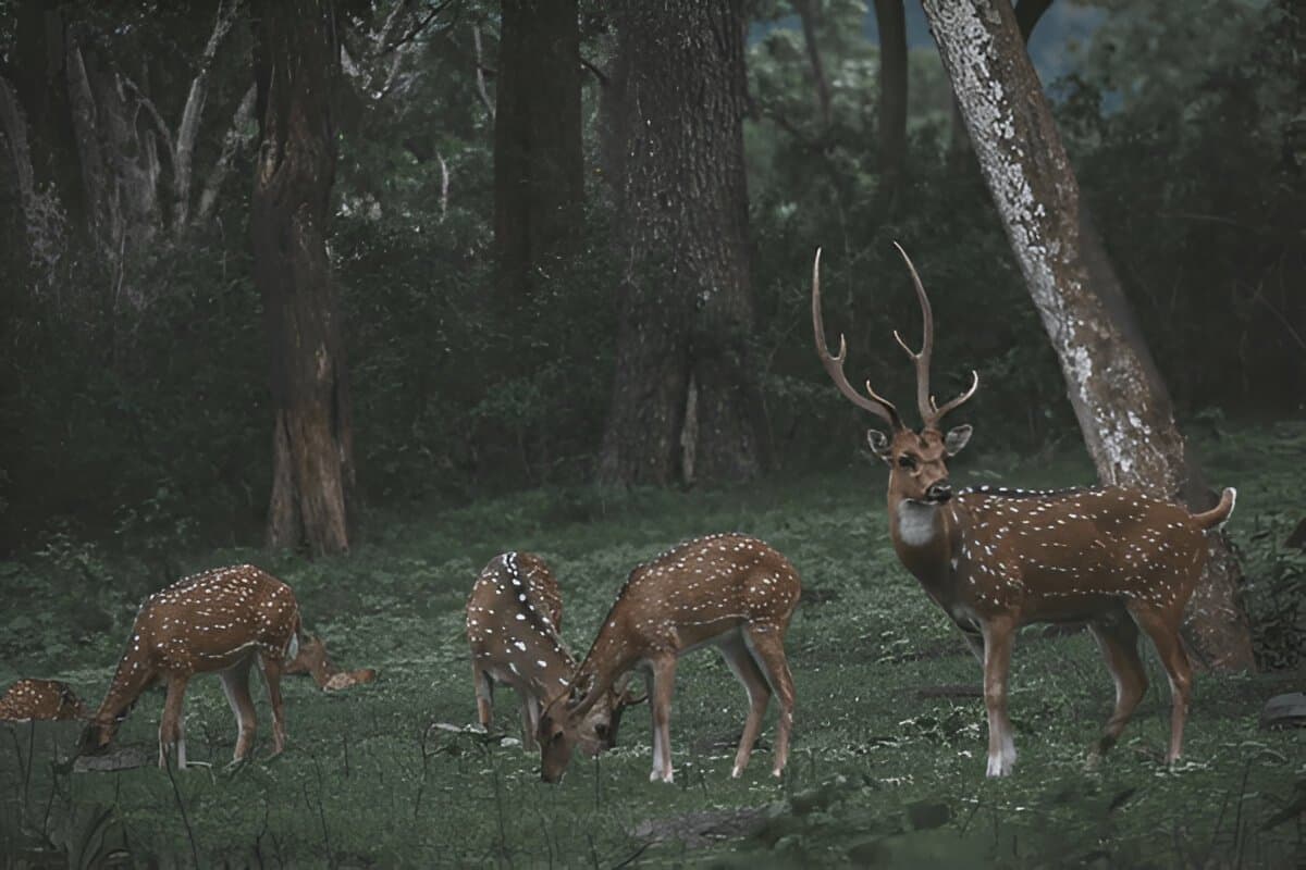 ooty