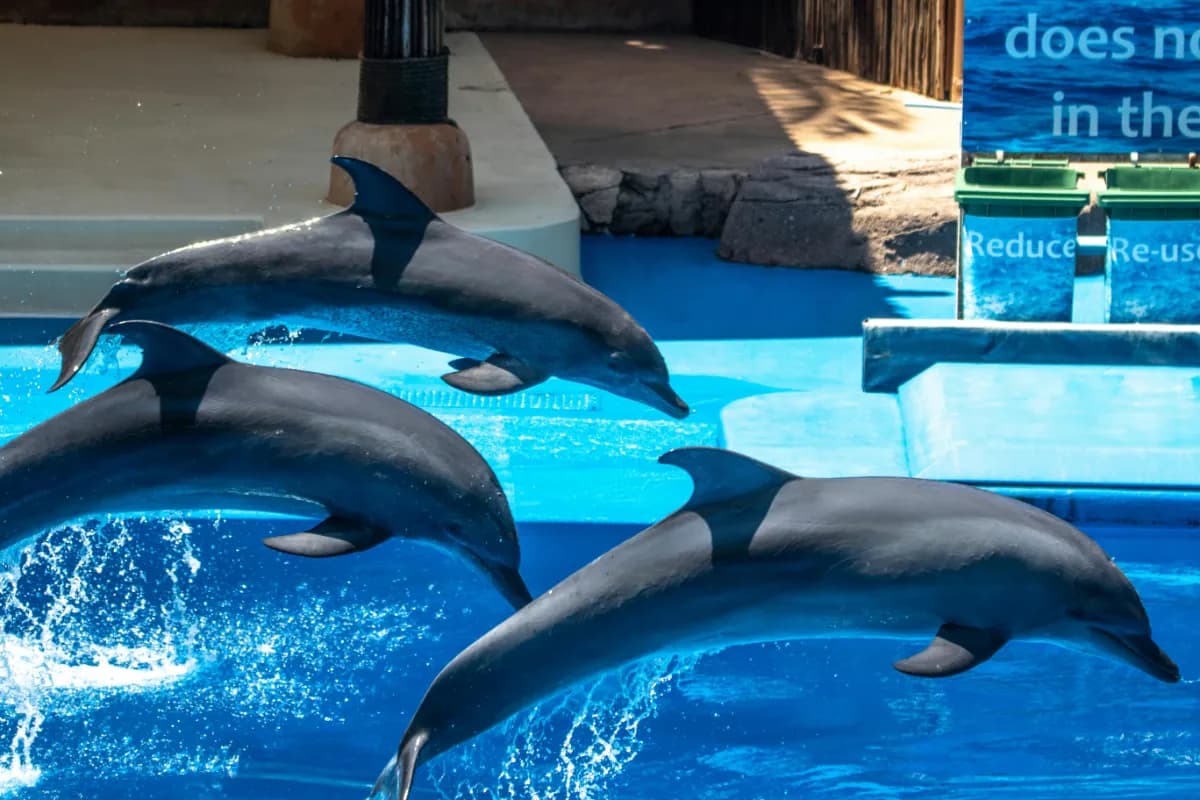 Pattaya Dolphinarium