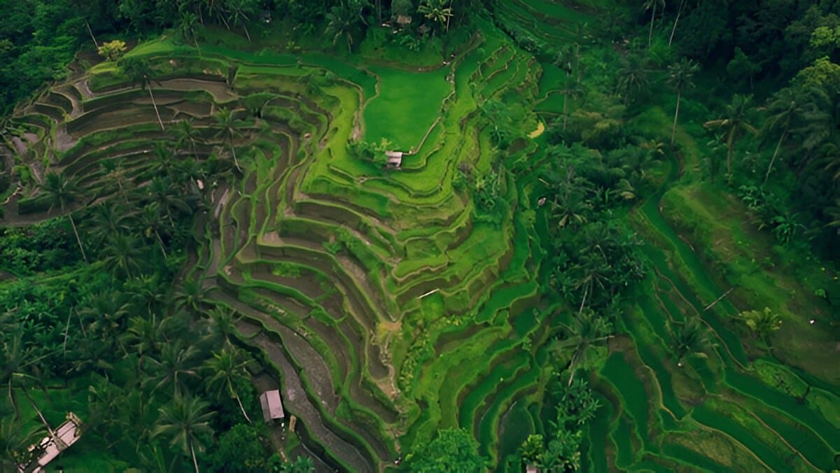 Tegallalang Rice Terrace