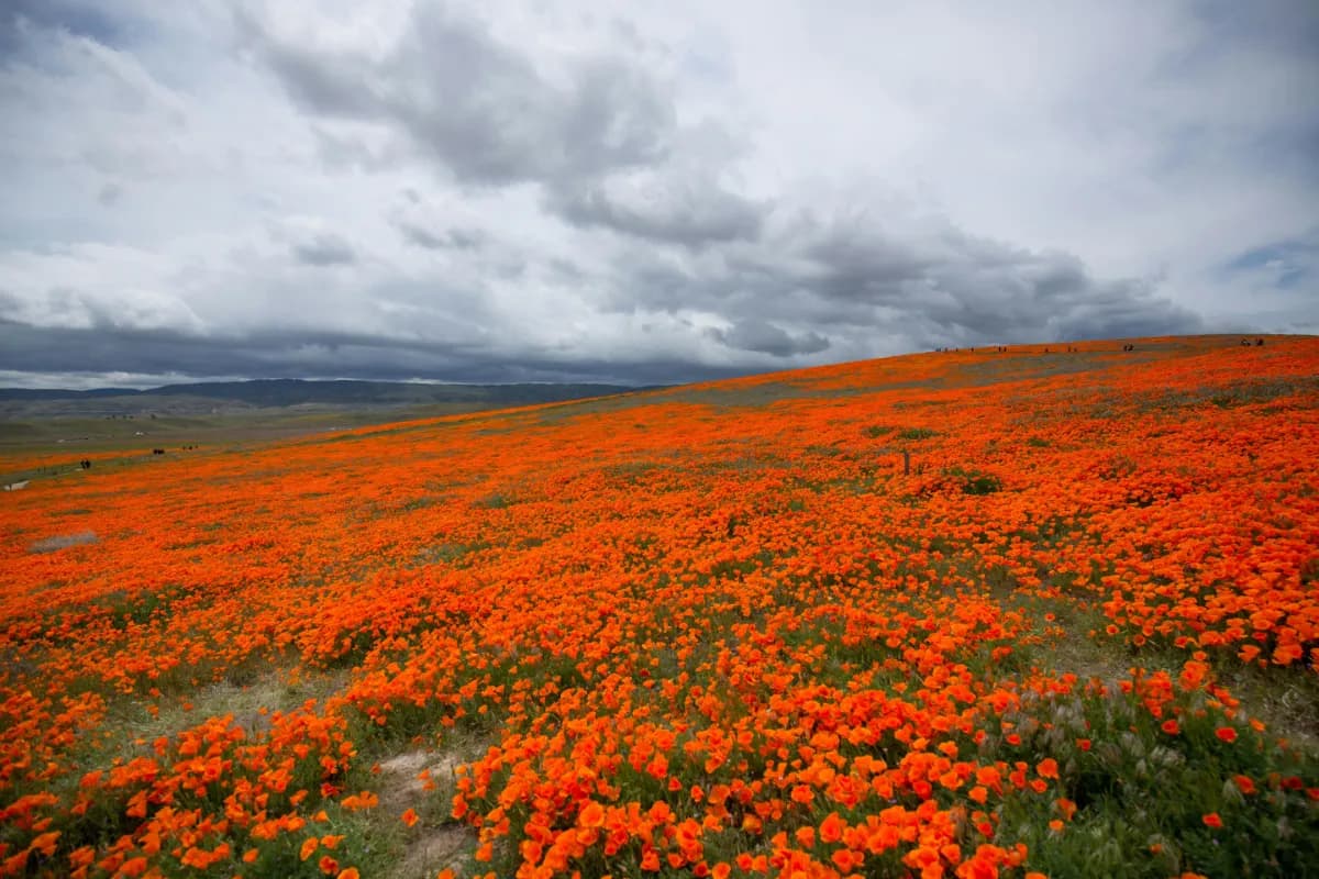 Valley of flowers