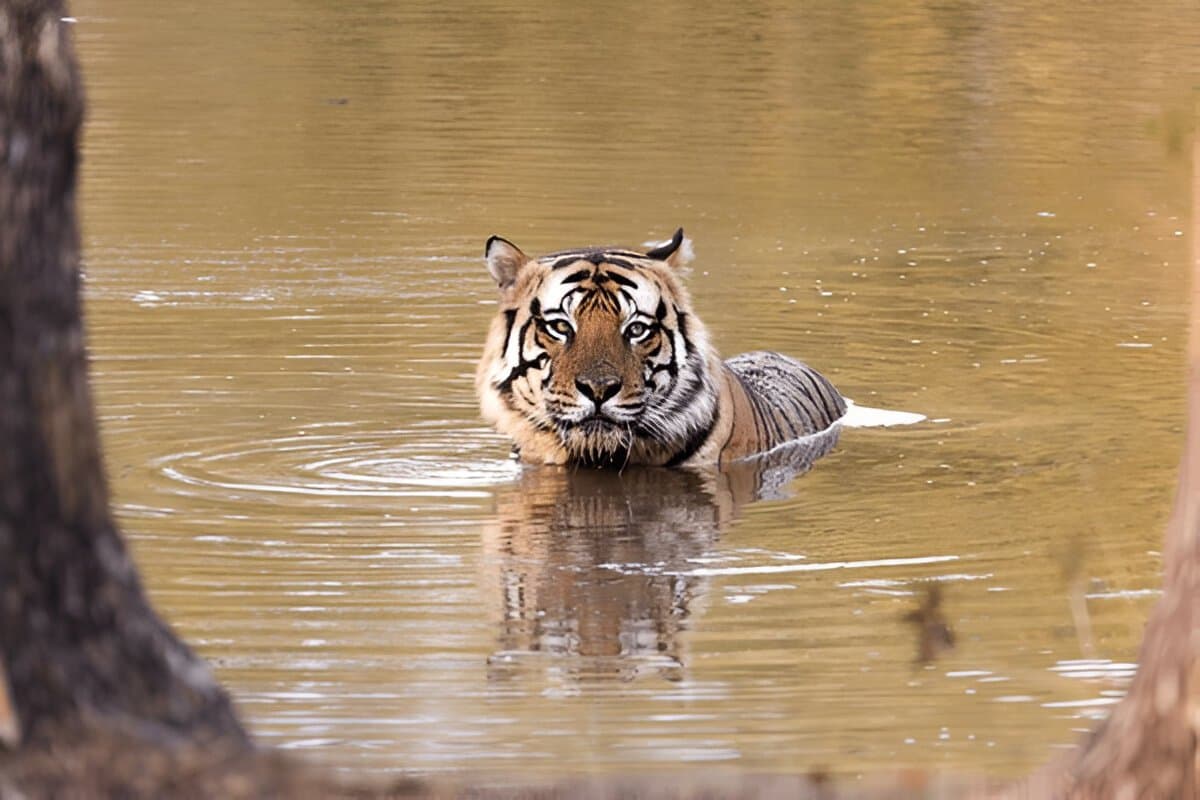 Pench National Park