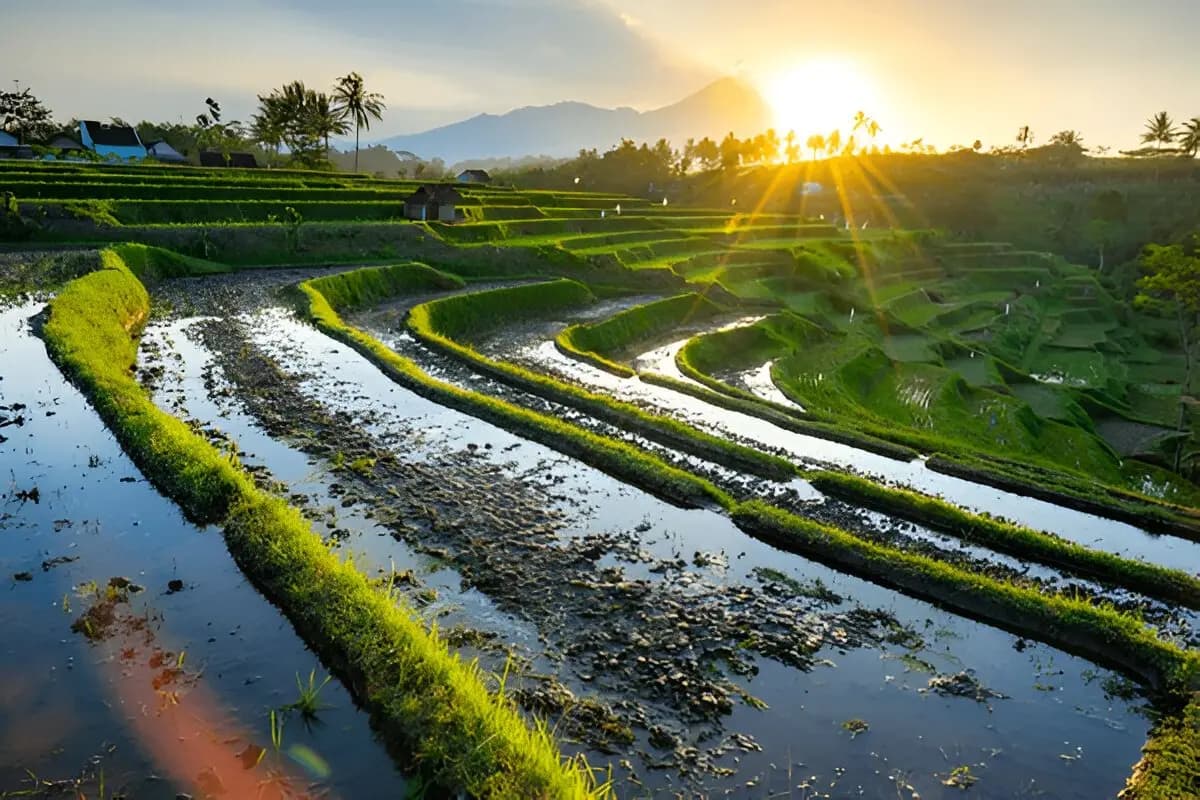 Tegallalang Rice Terraces
