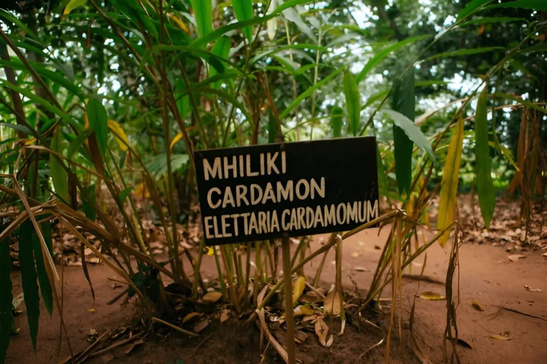 Thekkady Spice Plantations