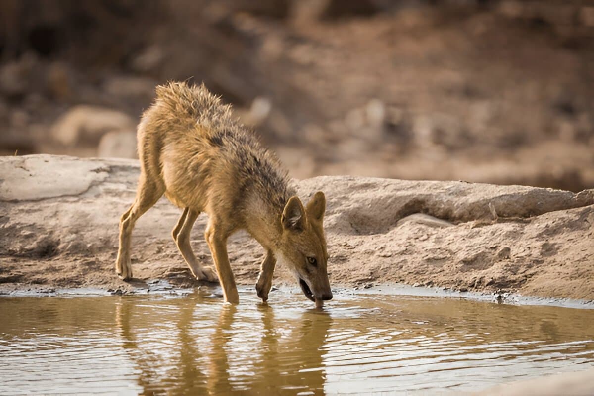 Short Trip to Ranthambore