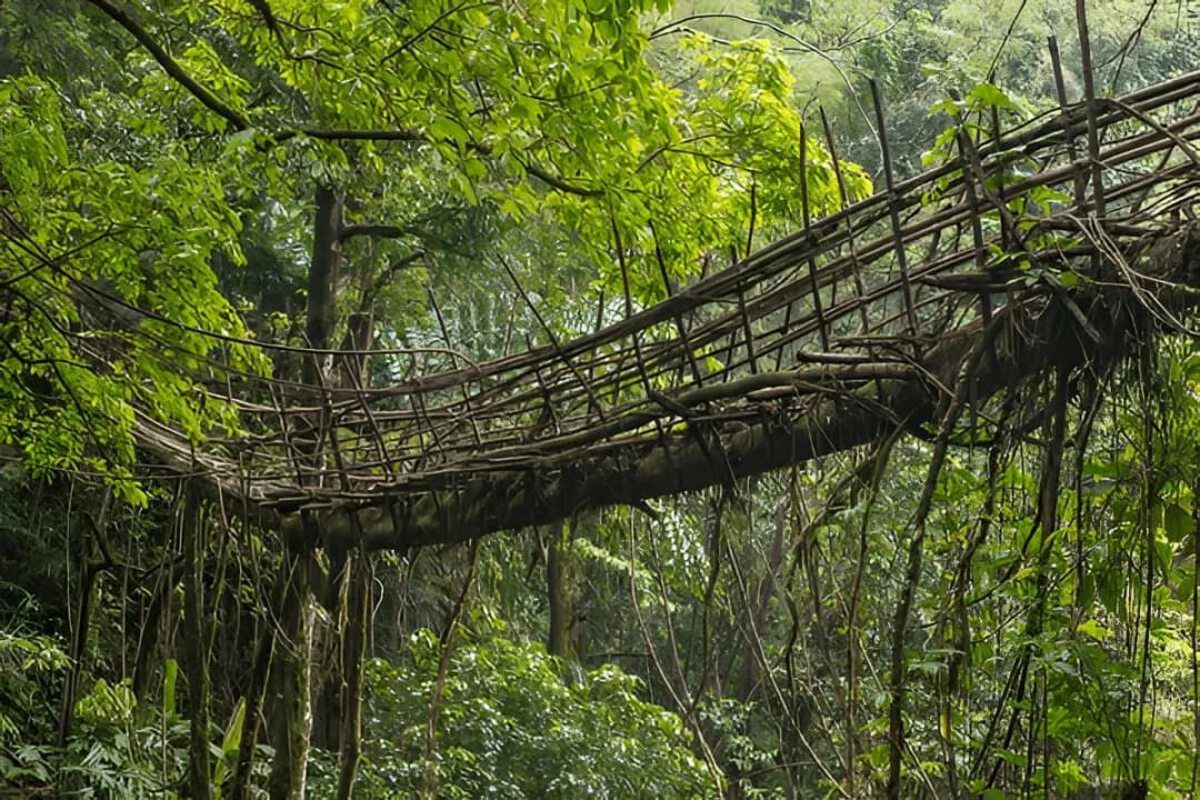 Living Root Architecture