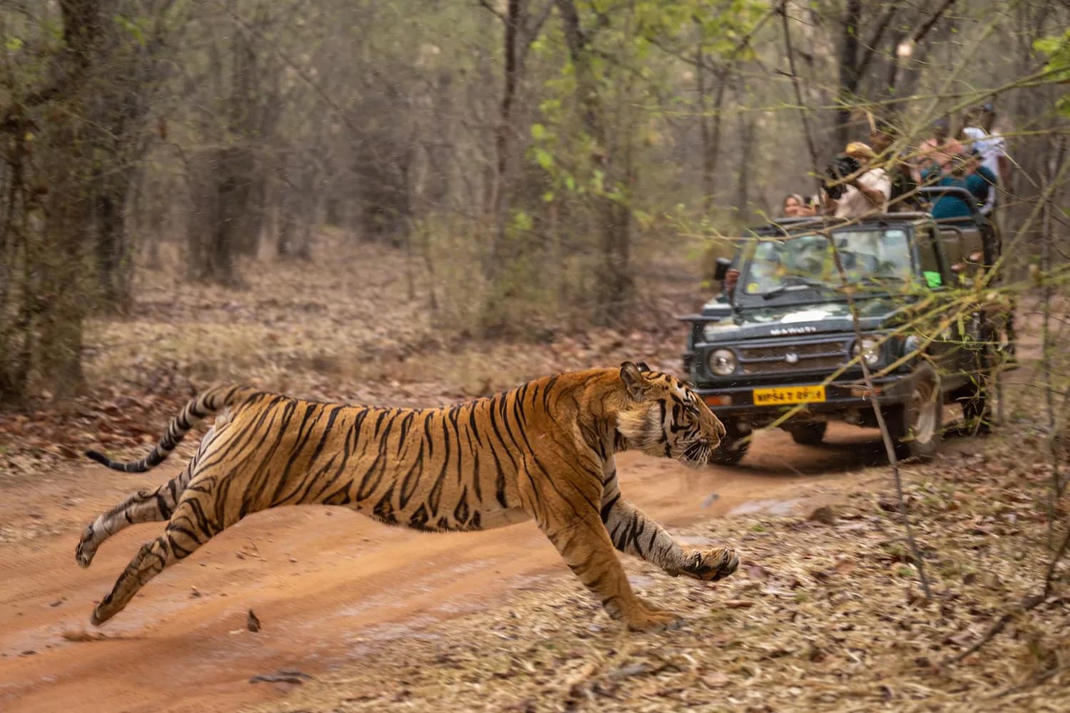 Ranthambore