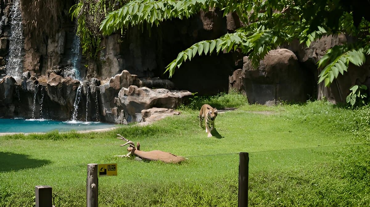 The Amazing Taman Safari Bali