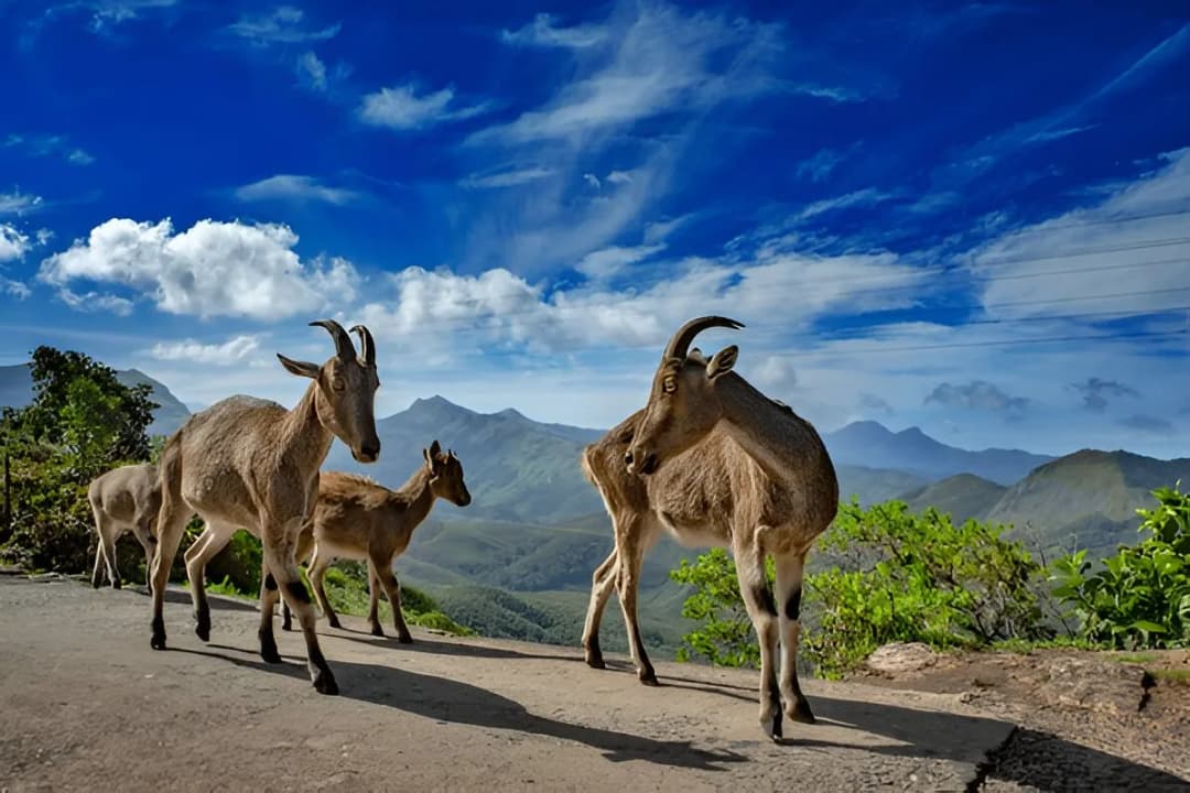 Nilgiri Tahr Habitat