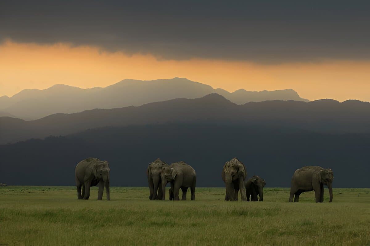 jim corbett national park