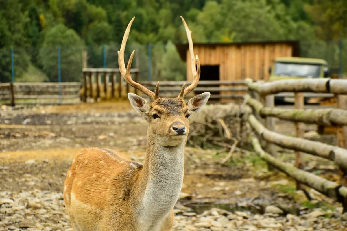 Kanchula Korak Musk Deer Sanctuary