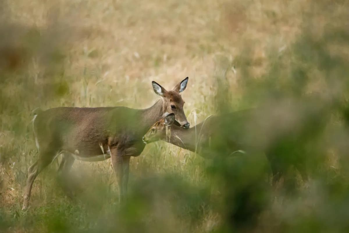 Kanchula Korak Musk Deer Sanctuary