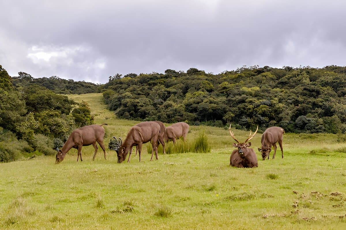 Horton Plains National Park