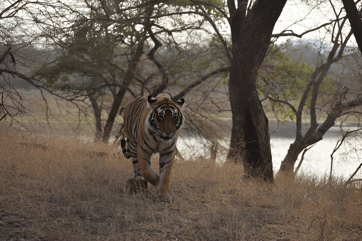 Ranthambore Tiger Sanctuary
