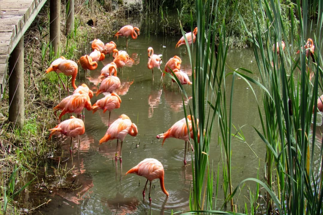 Flamingo Pond