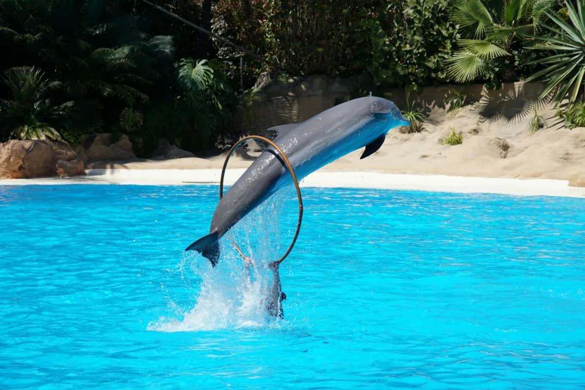 Pattaya Dolphinarium