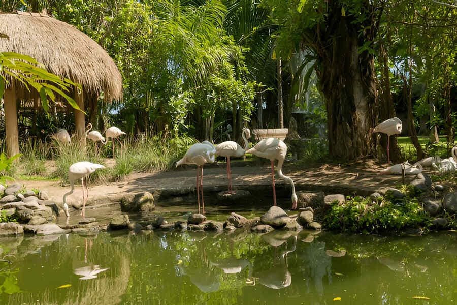 Bali Bird Park