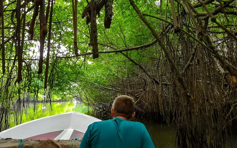 Discover Nature's Secrets on a Mangrove Boat Safari
