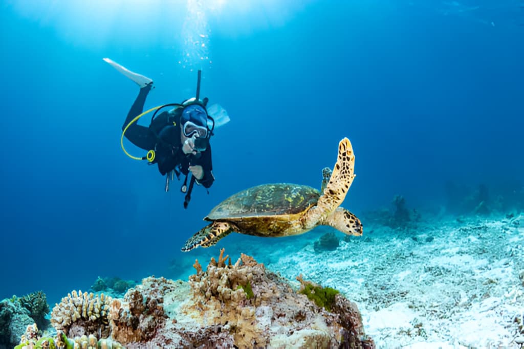 Dive into Australia's Marine Wonders