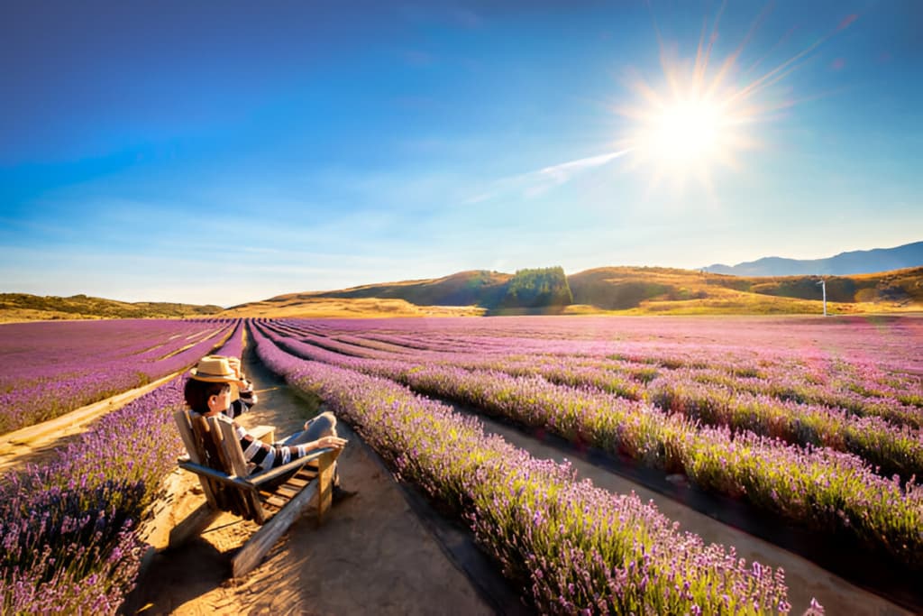 The World’s Largest Lavender Farm
