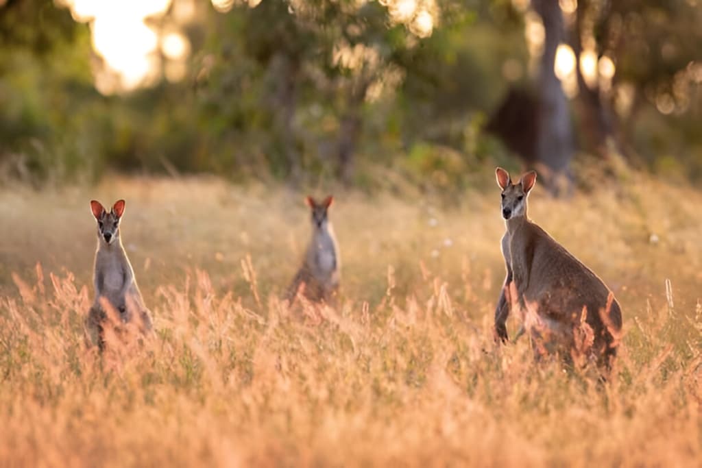 Kangaroos in the Wild
