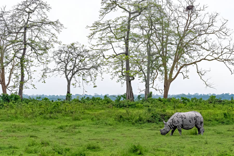 Kaziranga National Park
